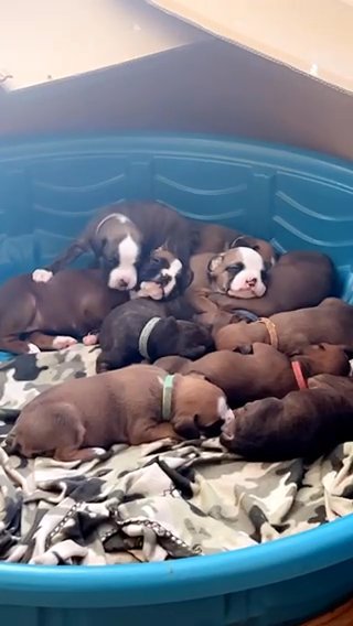 7 Boxer Puppies in Syracuse, New York