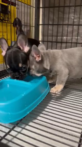 French Bulldogs in Phoenix, Arizona