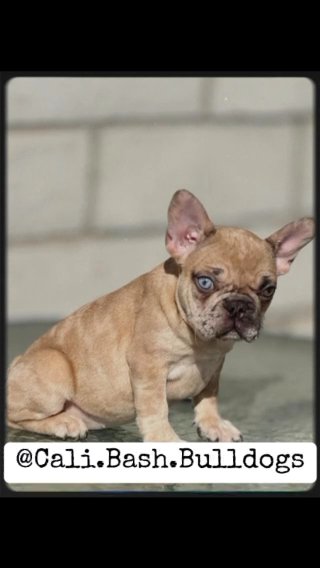 French Bulldog in Riverside, California