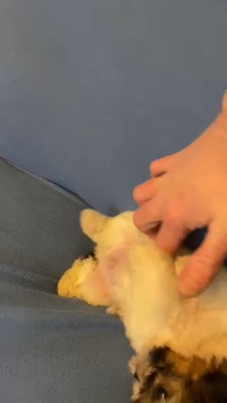 Shih Tzu AKC In Time For Christmas! in Eugene, Oregon