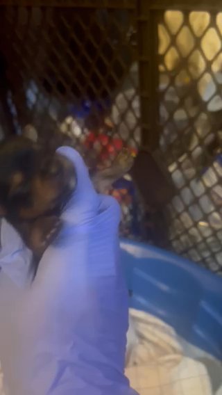 Yorkie Pups Looking For A great Home in Las Vegas, Nevada