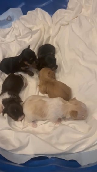 Yorkie Puppies in Las Vegas, Nevada