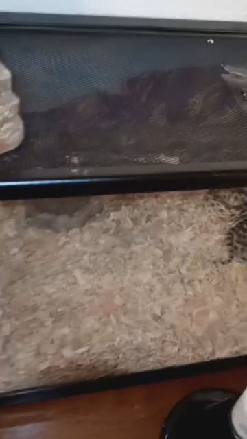Bullsnake in Washington, District of Columbia