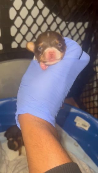 Yorkie Puppies in Las Vegas, Nevada
