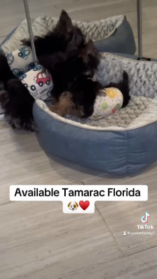 Tamarac, Florida. This beautiful puppy is waiting for his forever family. in Tamarac, Florida