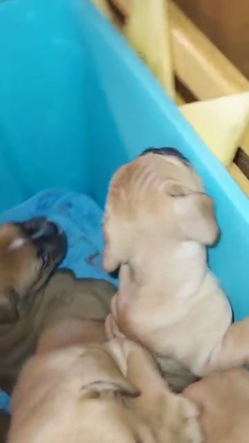 Olde English Bulldog puppies in Northview, Michigan