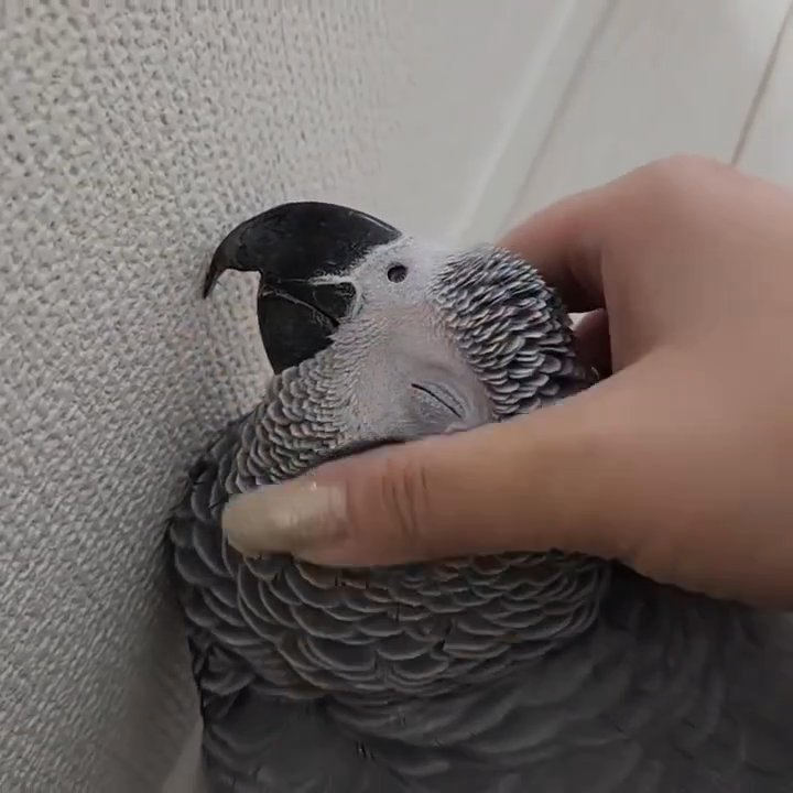 Lovely African grey parrots in Houston, Texas