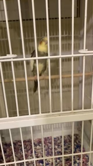 2 Parrots And 1 Baby With Eggs in Hyattsville, Maryland