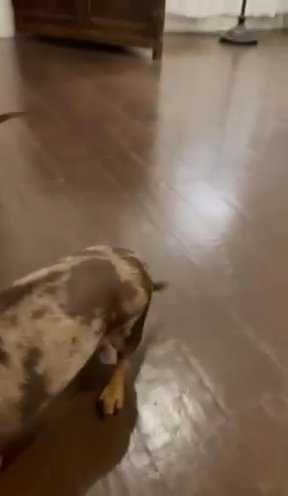 Dachshund Dogs ? in Lincolnton, North Carolina