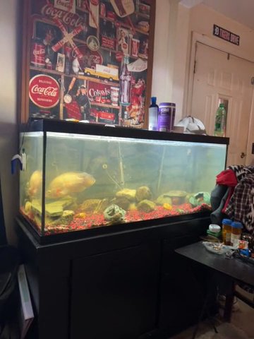 Fish plus everything with! in Flint, Michigan
