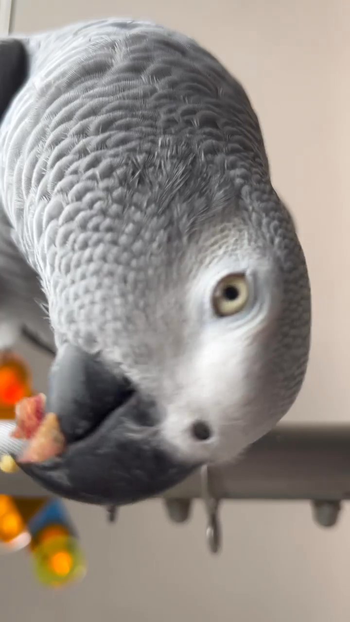 Adorable African Grey parrots Available in Houston, Texas