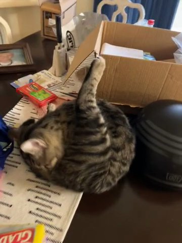 Tiger Cat in Flint, Michigan