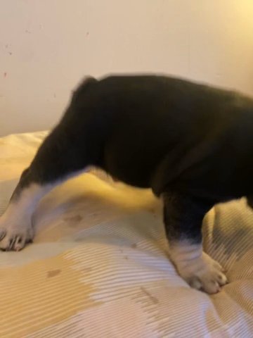 Black And Tan Frenchie in Salisbury, Maryland