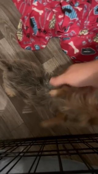 Yorkie Boy in College Station, Texas