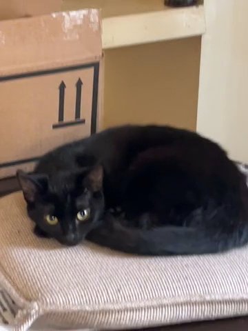 Black Kitten 8 Month in Flint, Michigan
