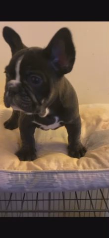 Black Trindle Frenchie in Salisbury, Maryland