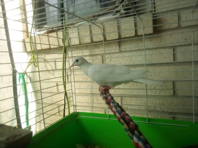 Young Ringneck Dove in Bossier City, Louisiana