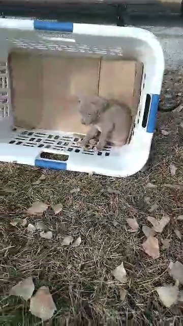 Bully Pit Puppies in Lincoln, Nebraska