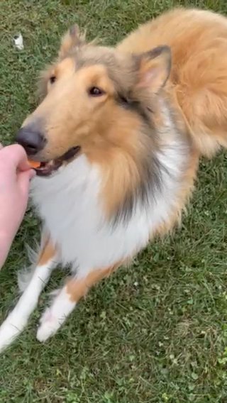 AKC Rough Collies! in Charleston, West Virginia