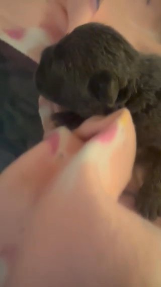 Akc French Bulldog Girl in Cleveland, Ohio