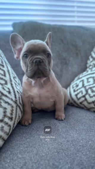 French Bulldogs in Elk Grove, California
