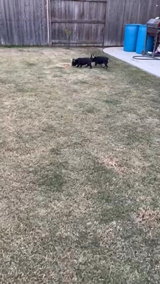 Male Or Female Frenchie in McFarland, California