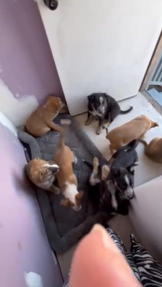 Large Breed Pups in Oakley, California