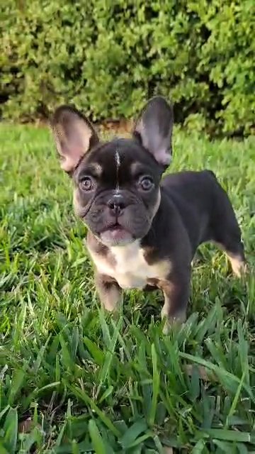 Frenchie (Female) French Bulldog in Orlando, Florida