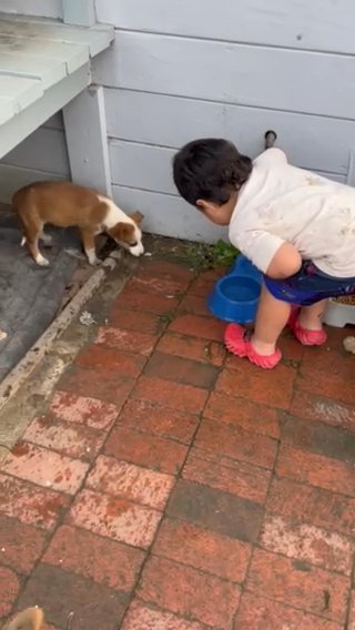 Pups Built Like Soldiers in Oakley, California