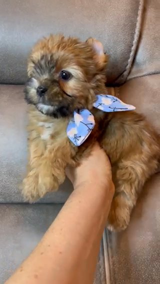 Harry Sable Male Yorkie in Riverside, California
