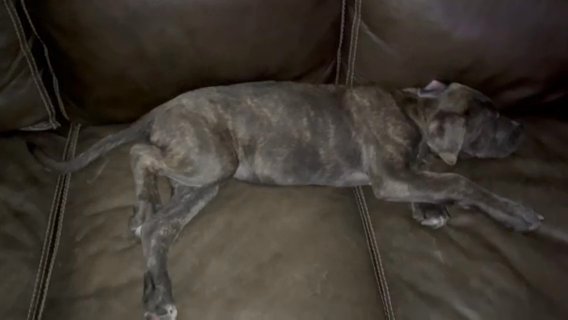 Cane Corso Puppy! in Portsmouth, Virginia