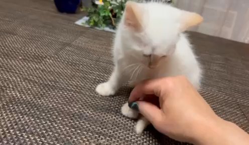 Lavender String Flame Point Siamese in Portage, Michigan