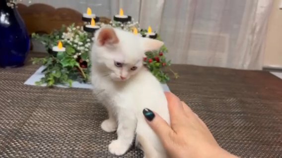 Brown String Flame Point Siamese in Portage, Michigan