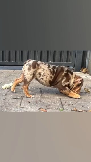English Bulldogs in Davie, Florida