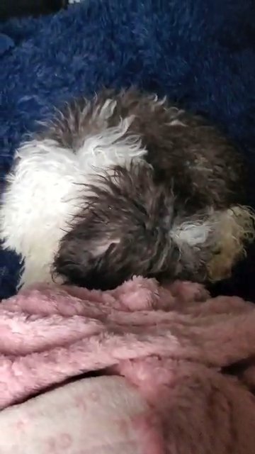 toy poodle ? in Philadelphia, Pennsylvania