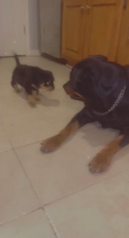 Rehoming female Rottweiler in Millington, Tennessee