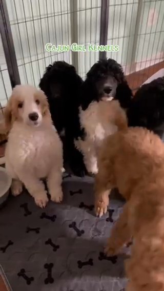 AKC Standard Poodle Puppies in Easton, Maryland