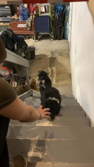 Standard Bernedoodle in Raleigh, North Carolina