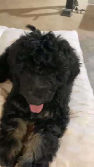 Standard Bernedoodle in Raleigh, North Carolina