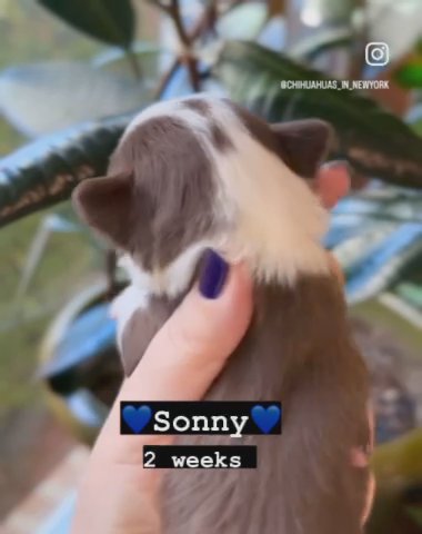 Sonny ???chihuahua male puppy in Brooklyn, New York
