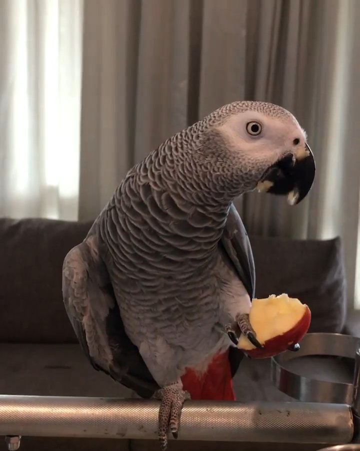 Adorable African Grey Parrots for Sale in Houston, Texas
