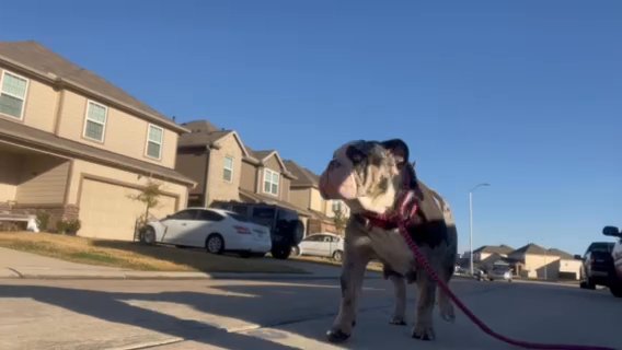 Blue Tri Merle Female in Houston, Texas