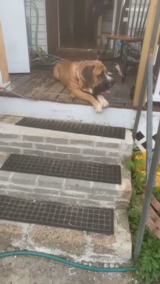 Boerboel in Nashua, New Hampshire