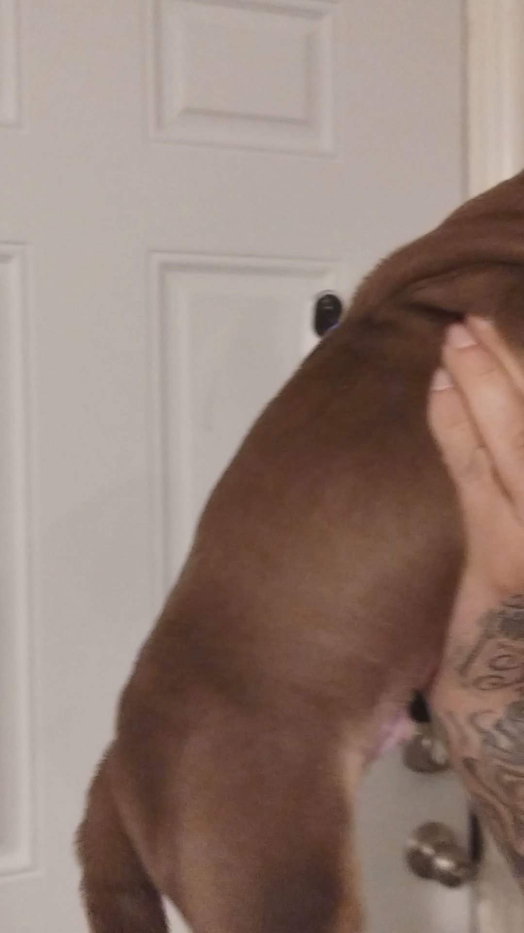 American bully in Chicago, Illinois