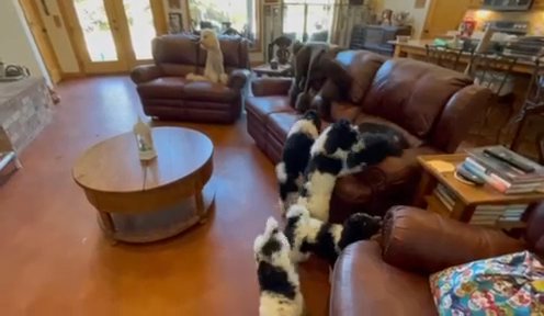 Standard Poodle Puppies in Gainesville, Texas