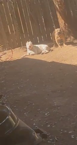 Male Pocket Bully in Austin, Texas
