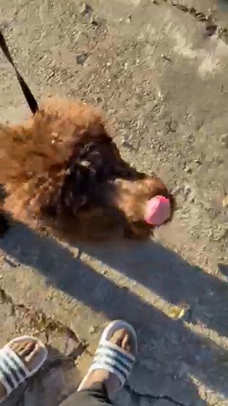 8 Month Old Male Standard poodle in Houston, Texas