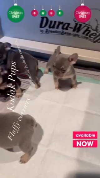 French Bulldog Puppies in Salisbury, Maryland