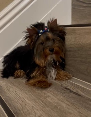 Standard Size Black And Gold Male Yorkie in Riverside, California