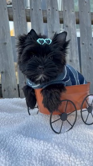 Handsome boy Yorkie Terrier in Riverside, California